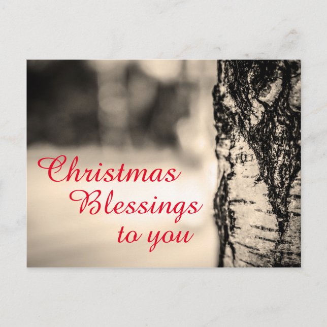 Quiet Peace Rustic Birch Tree Christmas Blessings Holiday Postcard (Front)