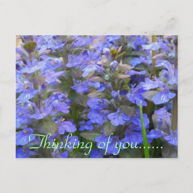 QUIET PLACE POSTCARD (Front)