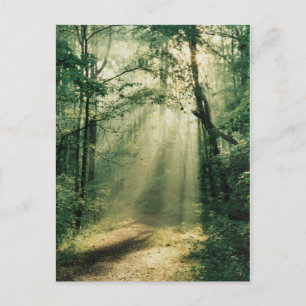 Quiet Walkway Postcard