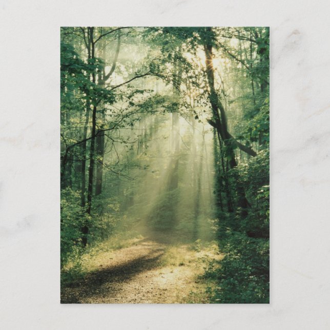 Quiet Walkway Postcard (Front)