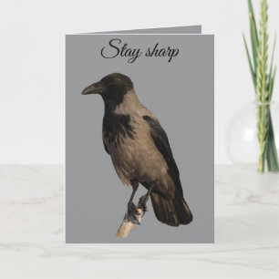 Quiet Watcher The Hooded Crow Card