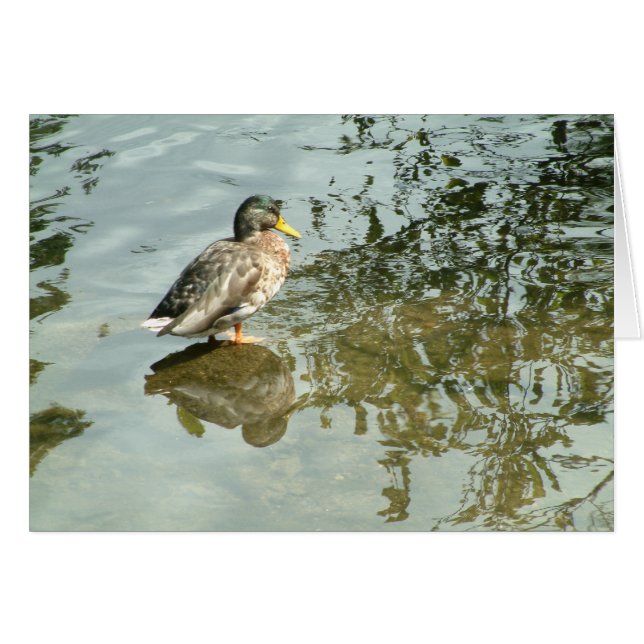 Quiet Waters | (Front Horizontal)