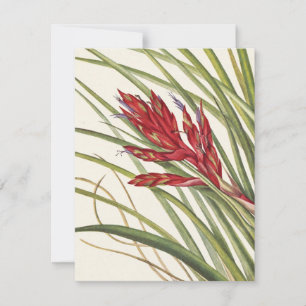 Quill-Leaf Tillandsia by Mary Vaux Walcott Card