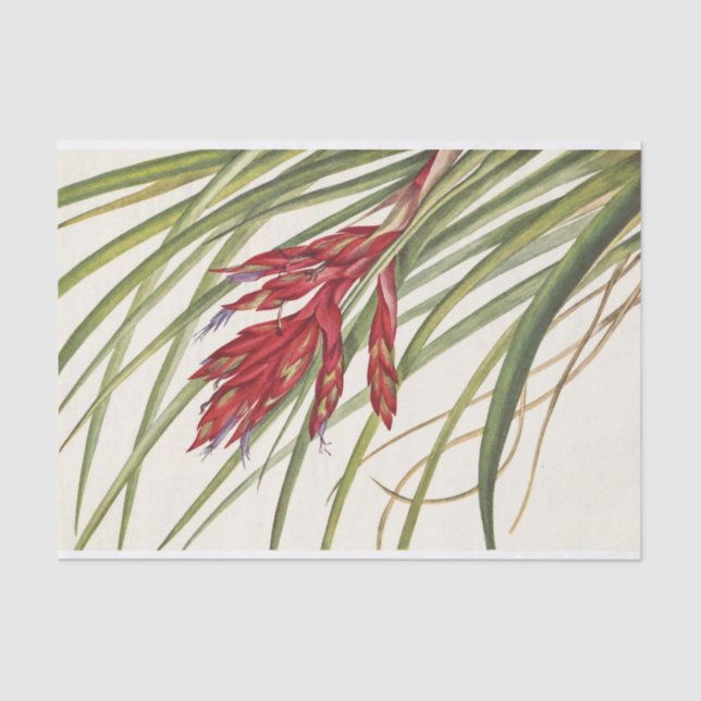 Quill-Leaf Tillandsia by Mary Vaux Walcott Tissue Paper (Front)