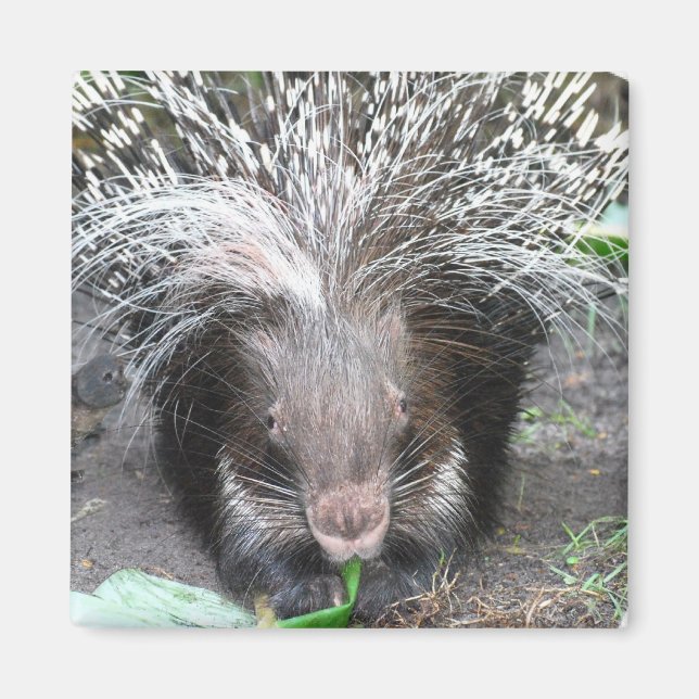 Quilled Porcupine Magnet    (Front)