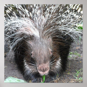 Quilled Porcupine Poster