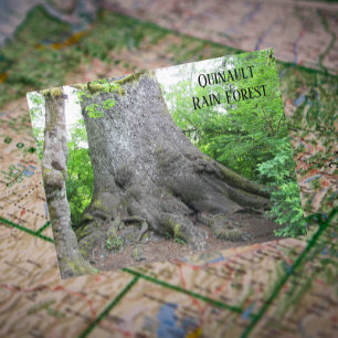 Quinault Rain Forest Travel Photo Postcard