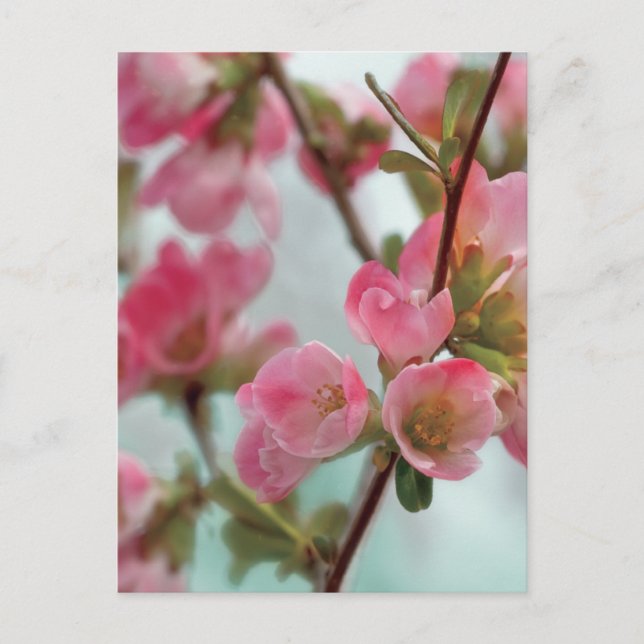 Quince Blossoms Postcard (Front)