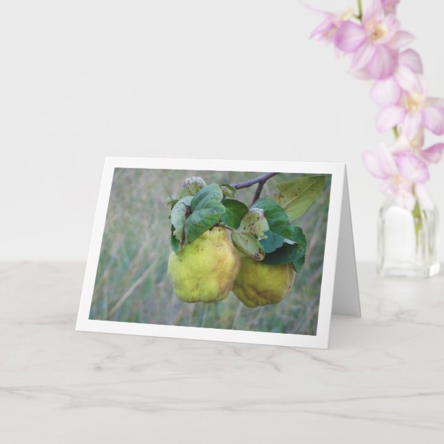 Quince Fruit Card (Orchid)