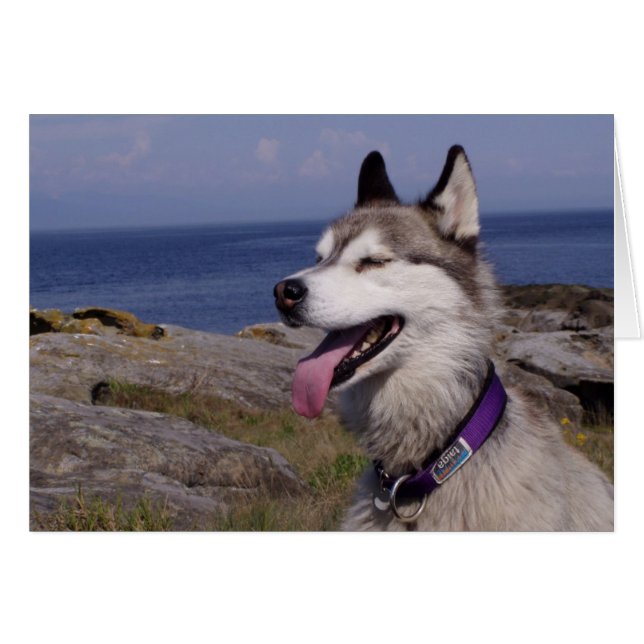 QuinnDog by the Sea (Front Horizontal)