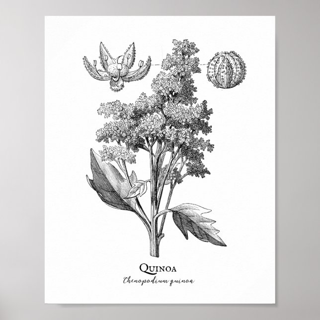 Quinoa Vintage Botanical Illustration Poster (Front)