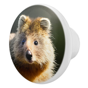 Quintin The Ginger Quokka, Ceramic Knob
