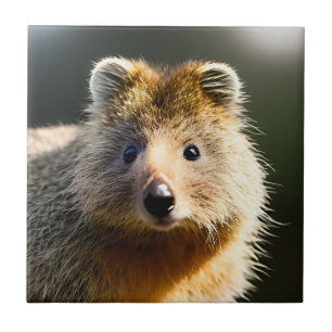 Quintin The Ginger Quokka, Ceramic Tile