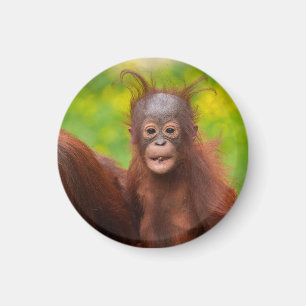 Quirky Charm of an Orangutan Baby Magnet