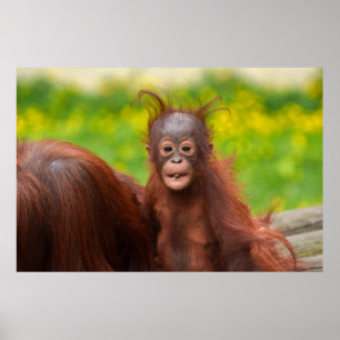 Quirky Charm of an Orangutan Baby Poster