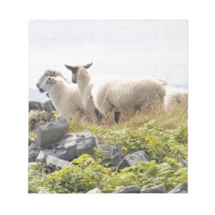 Quirky Designs - Sheep in a field Notepad