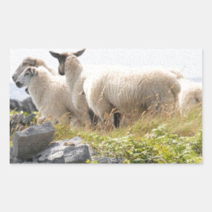 Quirky Designs - Sheep in a field Rectangular Sticker