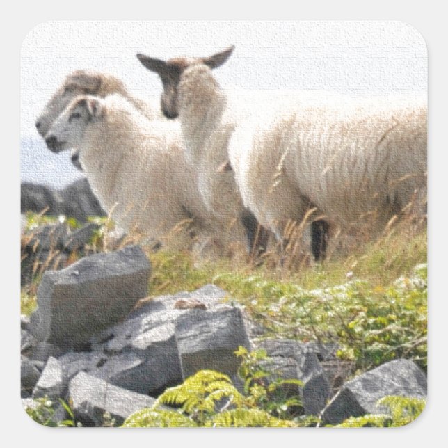 Quirky Designs - Sheep in a field Square Sticker (Front)