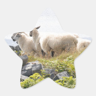 Quirky Designs - Sheep in a field Star Sticker