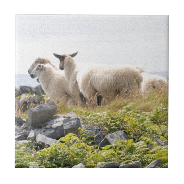 Quirky Designs - Sheep in a field Tile (Front)