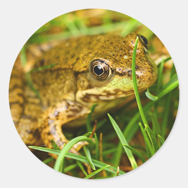 Quirky One-Sided Dialogue with a Small Green Frog Classic Round Sticker (Front)
