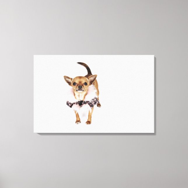 Quirky portrait of a Teacup Chihuahua Canvas Print (Front)