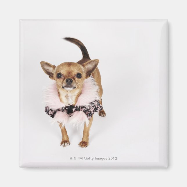 Quirky portrait of a Teacup Chihuahua Magnet (Front)