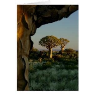 Quiver Tree Forest, Namibia Blank Card