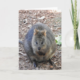 Quokka Card