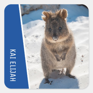 Quokka Cute Animal on the Beach Australia Blue Square Sticker