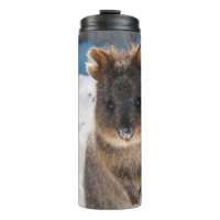 Quokka - Cute Animal on the Beach Australia Blue