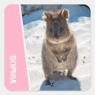 Quokka Cute Animal on the Beach Australia Pink Square Sticker
