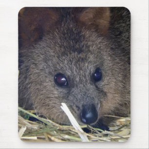 Quokka Mouse Mat