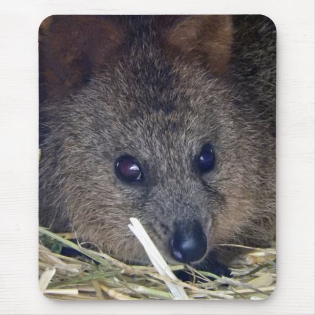 Quokka Mouse Mat (Front)