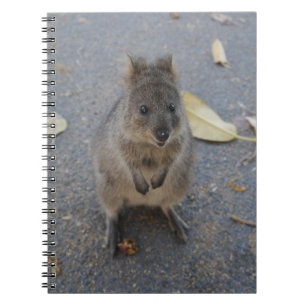 Quokka notebook