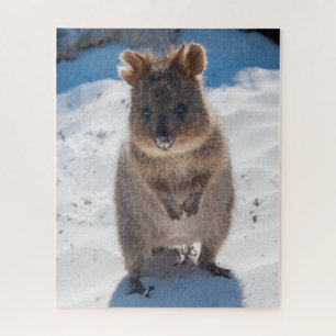 Quokka on the beach, 520 pieces jigsaw puzzle
