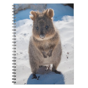 Quokka on the beach notebook