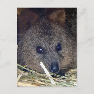 Quokka Postcard