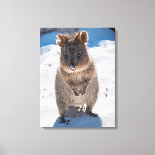Quokka, Rottnest Island, Australia Canvas Print (Front)
