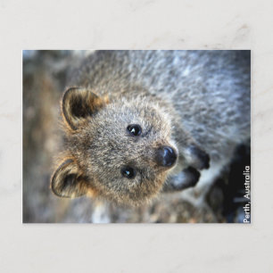 Quokka Western Australia Postcard