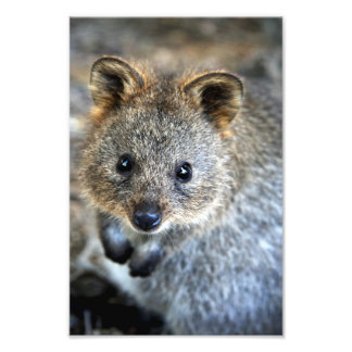 Quokka Western Australian Marsupial Photo Print