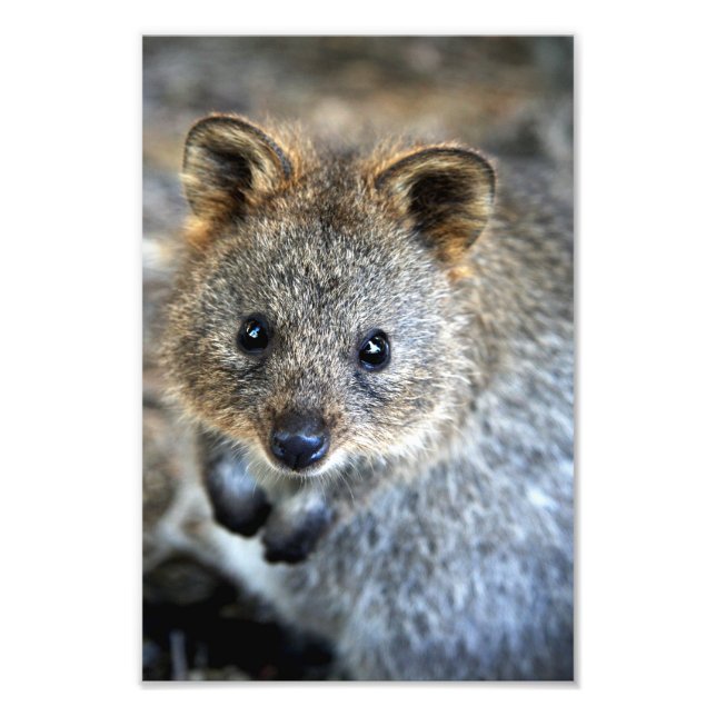Quokka Western Australian Marsupial Photo Print (Front)
