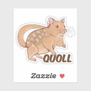 Quoll Australian Marsupial 