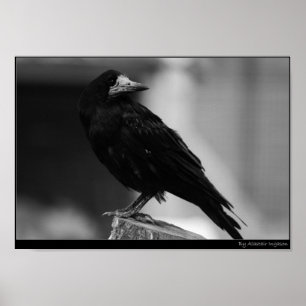 Quoth the Raven Poster