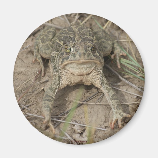 R10 Prairie Toad Magnet (Front)