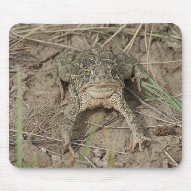R10 Prairie Toad Mouse Mat (Front)