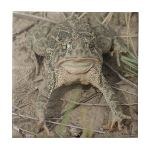 R10 Prairie Toad Tile