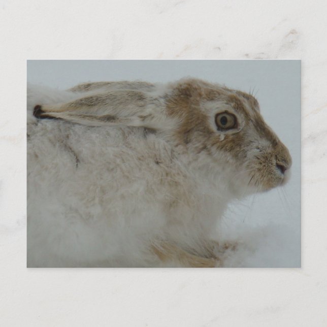 R11 Snowshoe Hare Head Shot Postcard (Front)