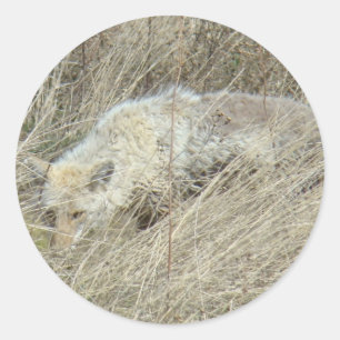 R13 Coyote in Tall Grass Classic Round Sticker