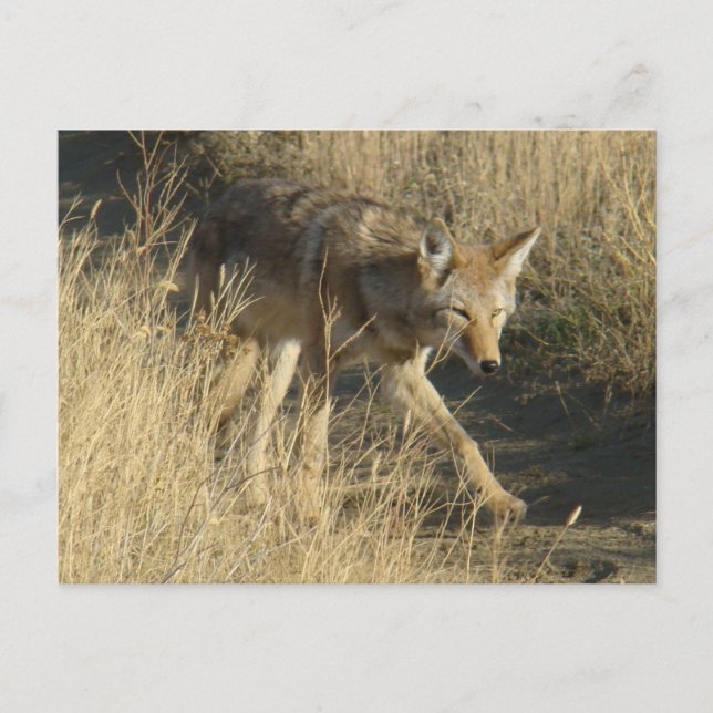 R14 Coyote Walking Postcard (Front)